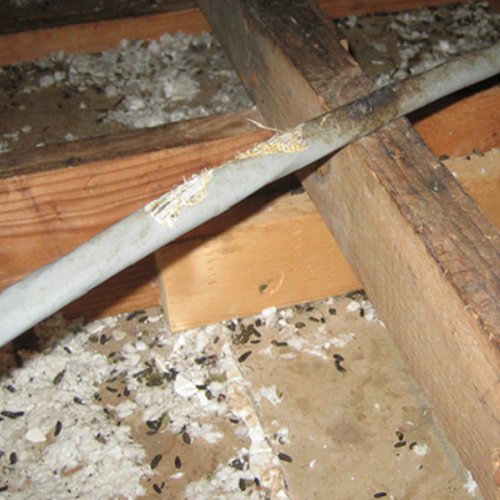 An Attic Contaminated With Animal Fecal Matter